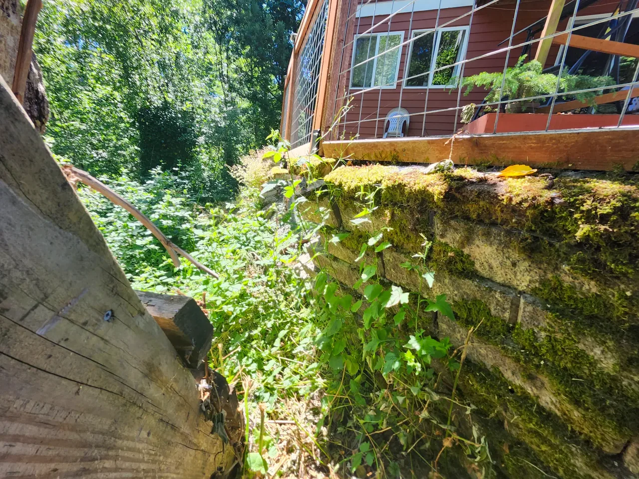 Before — failing mossy timber retaining wall with overgrown vegetation