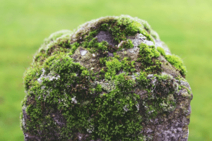 Moss Rocks