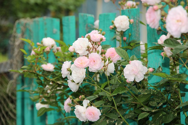 Rose English Garden