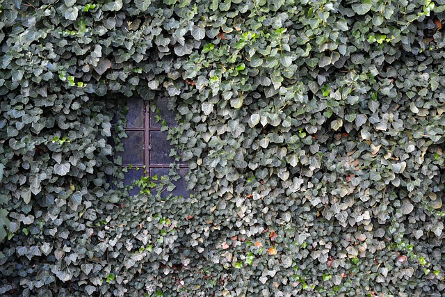 ivy, wall