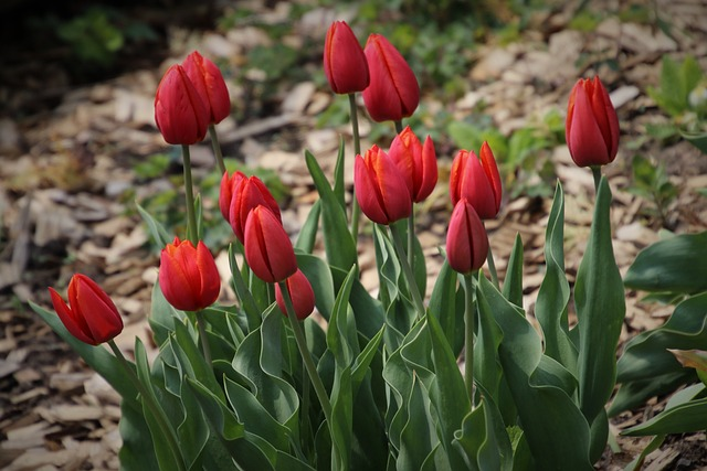 spring, tulips