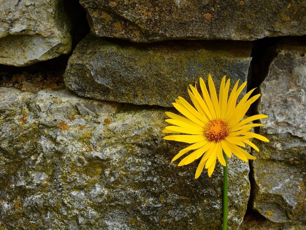 rock wall flower