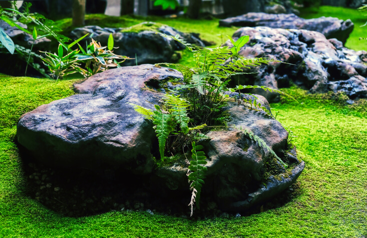 Moss Garden - Things To Keep In Mind - Total Landscape Care