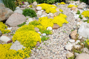 building a rock garden