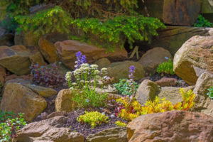 alpine rockery