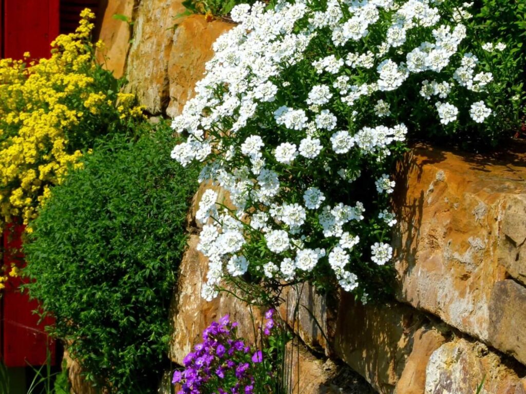 plants that grow in rock walls