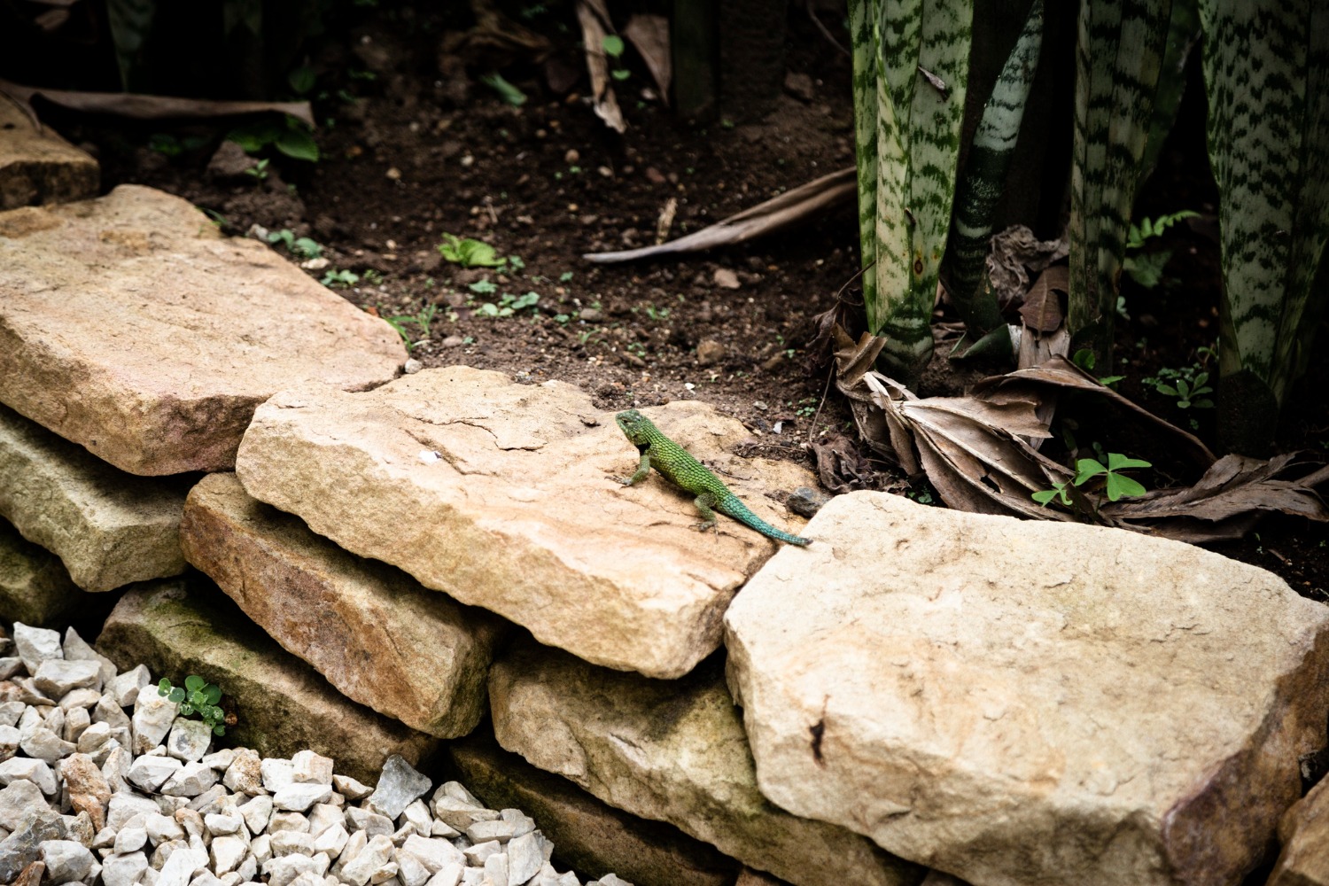 rockery for small gardens