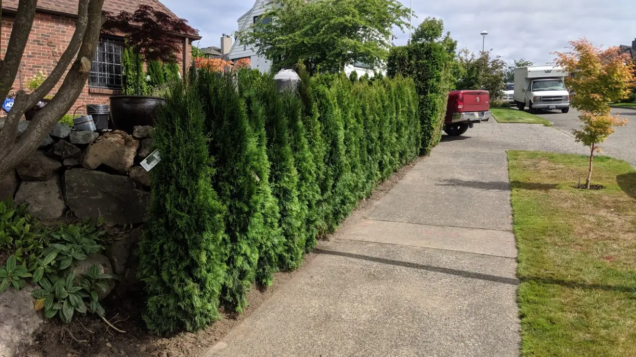 professional tree planting privacy screening