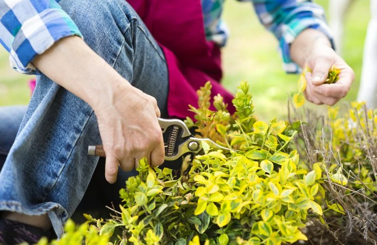 pruning-for-fall