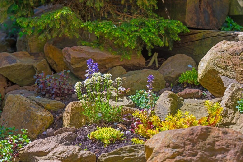 alpine rockery