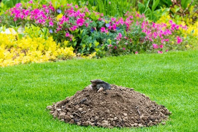 how to get rid of moles in your yard